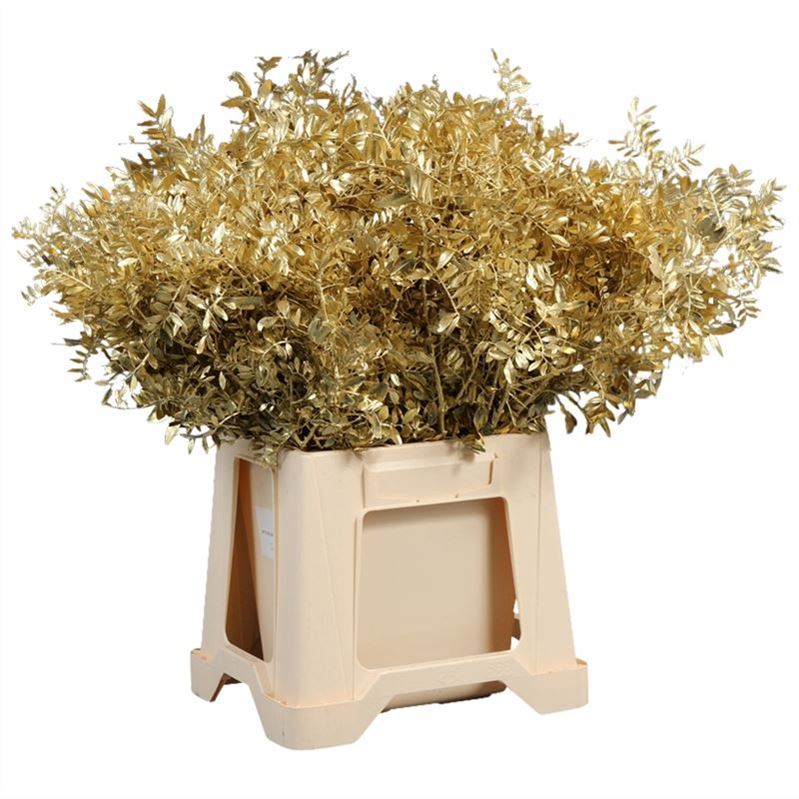 Pistacia Leaves Per Bunch 45cm
