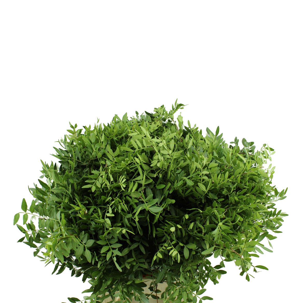 Pistacia Leaves Per Bunch 45cm