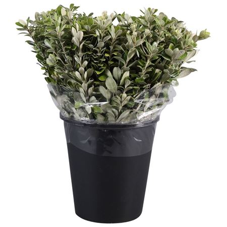 Pittosporum Per Bunch 50cm