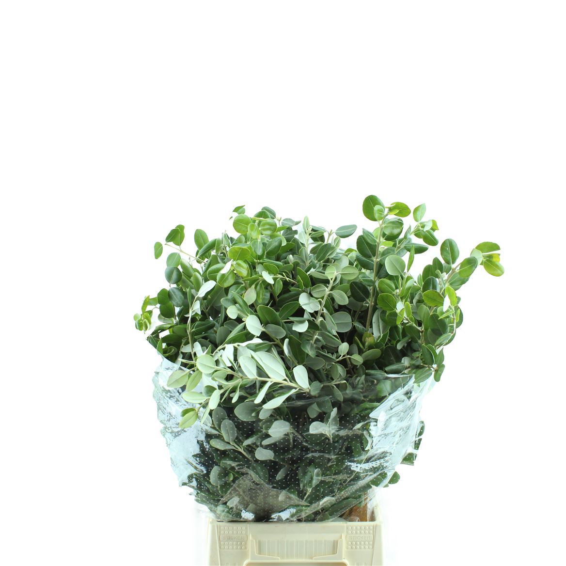 Pittosporum Per Bunch 55cm 200gram