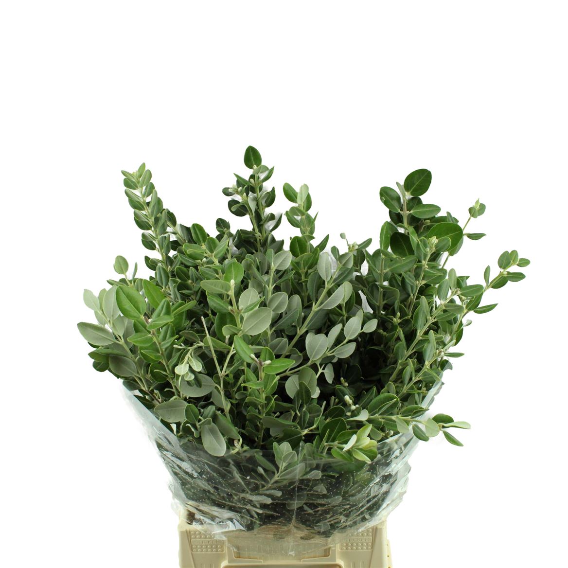 Pittosporum Per Bunch 55cm 400gram