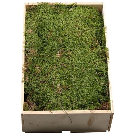 Sphagnum Flatmos