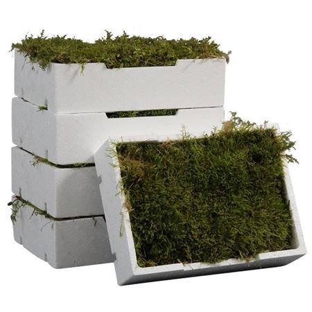 Sphagnum Flatmos