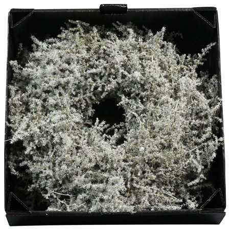 Krans Asparagus Wax