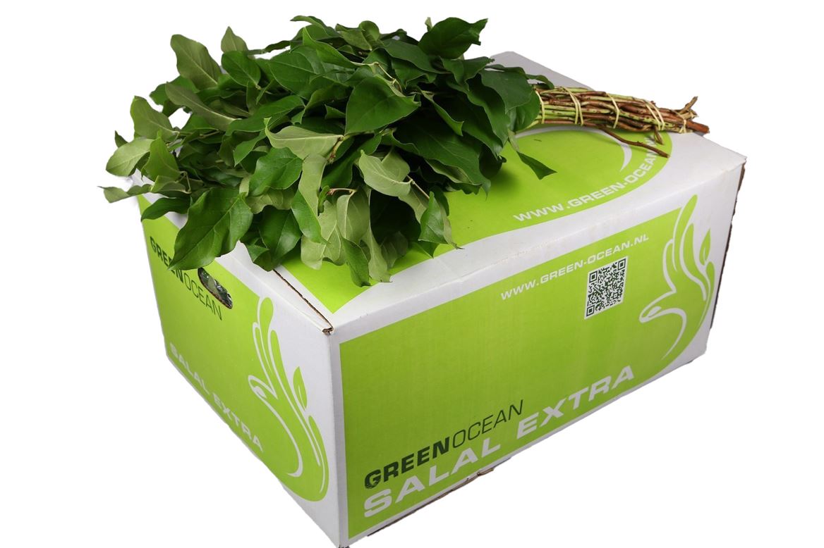 Cutgreens Salal Tips (GAULTHERIA)