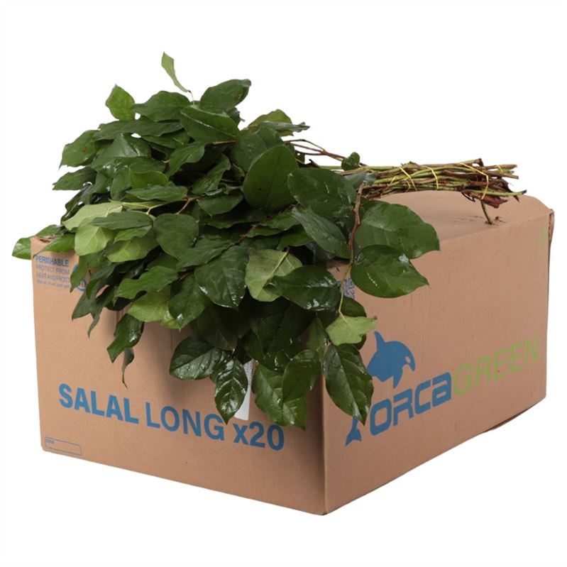 Cutgreens Salal Tips (GAULTHERIA)