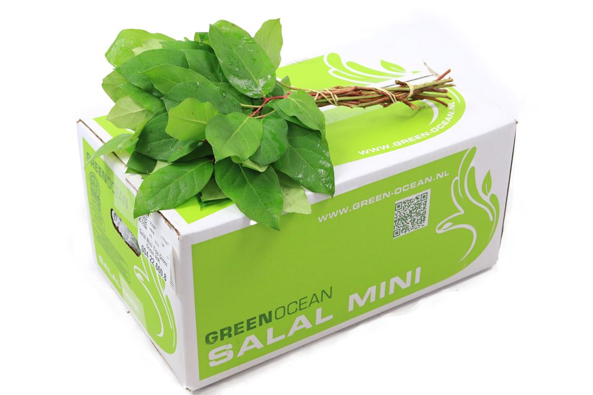 Cutgreens Salal Tips (GAULTHERIA)