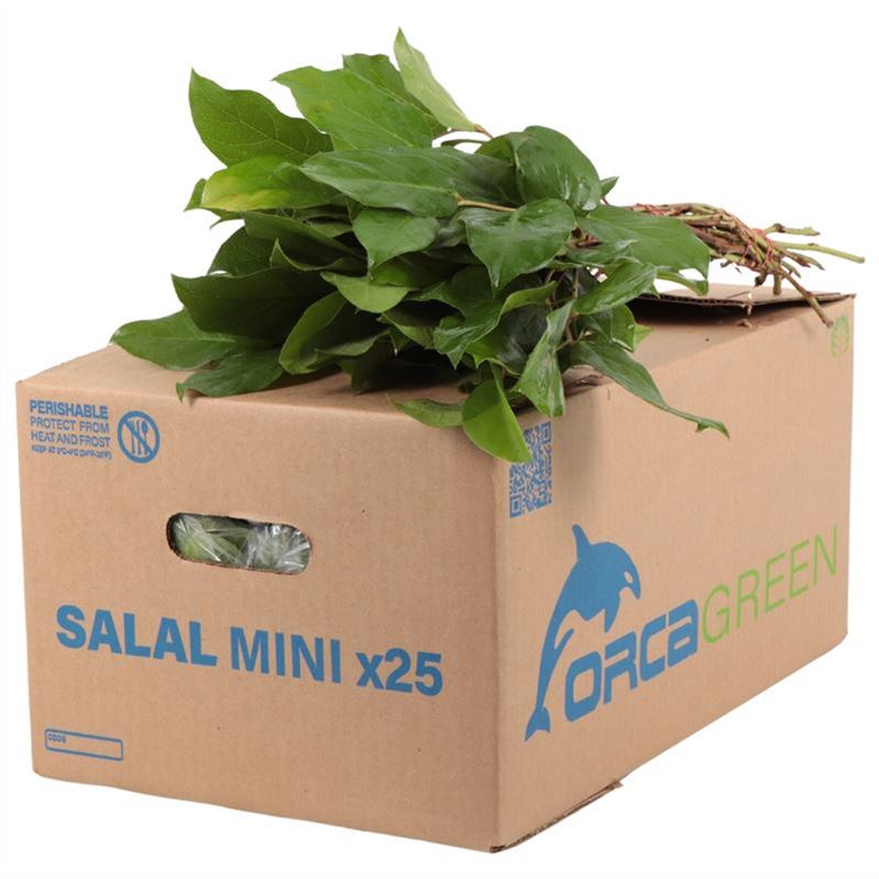 Cutgreens Salal Tips (GAULTHERIA)
