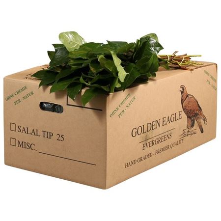 Cutgreens Salal Tips (GAULTHERIA)