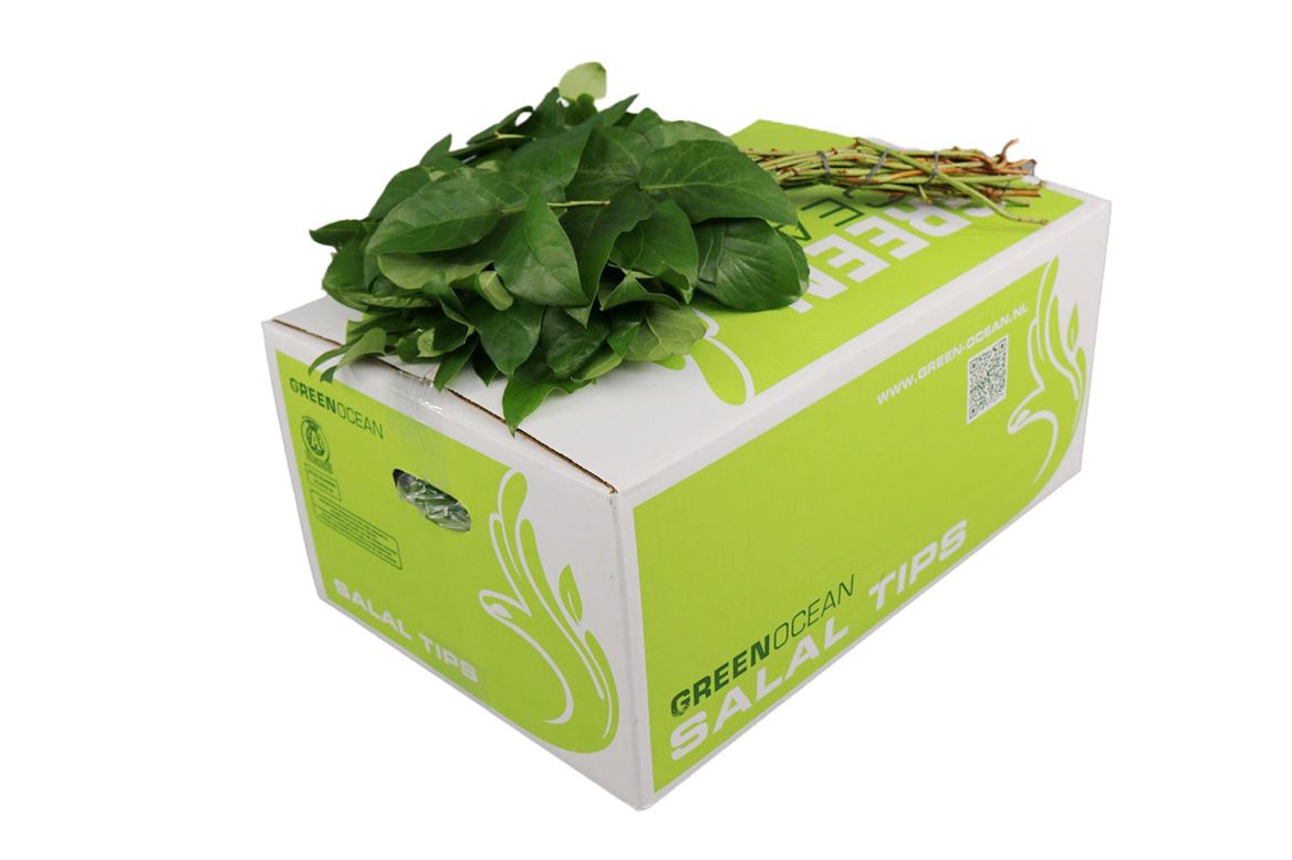 Cutgreens Salal Tips (GAULTHERIA)