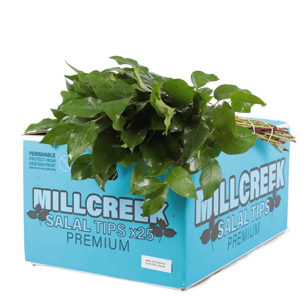 Cutgreens Salal Tips (GAULTHERIA)