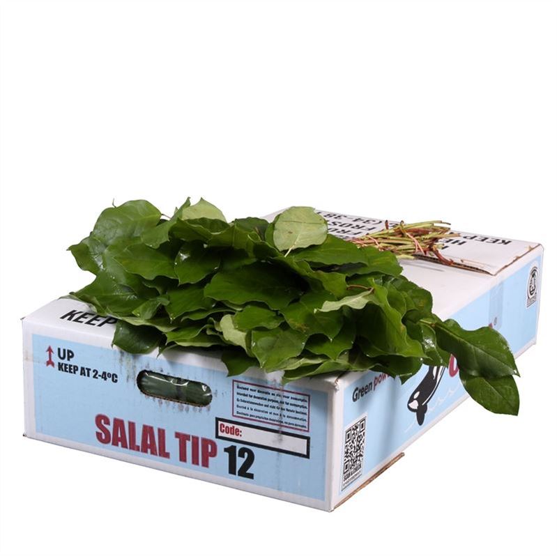 Cutgreens Salal Tips (GAULTHERIA)