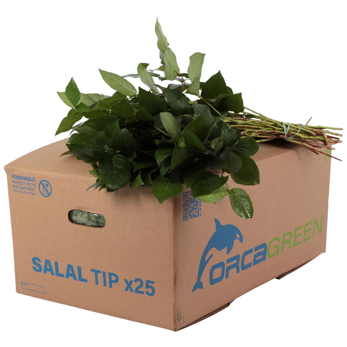 Cutgreens Salal Tips (GAULTHERIA)