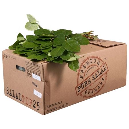 Cutgreens Salal Tips (GAULTHERIA)