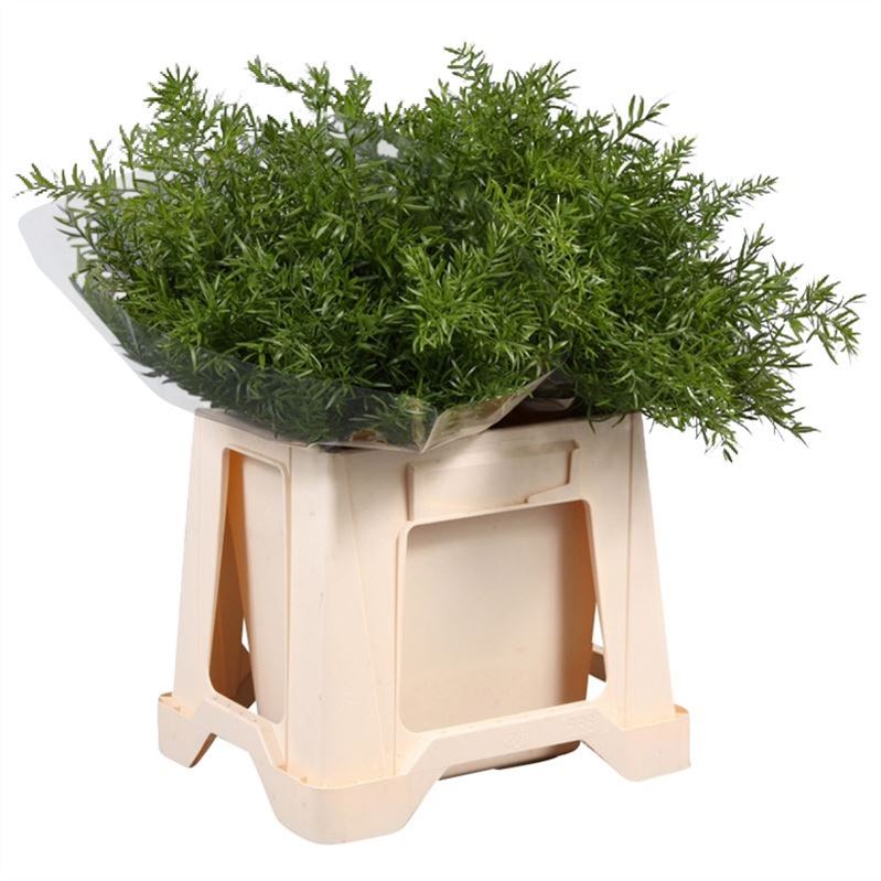 Asparagus Densifl Cwebe 50cm
