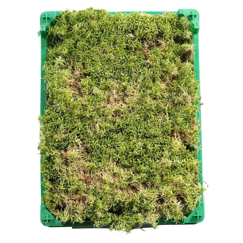 Sphagnum (VEENMOS)