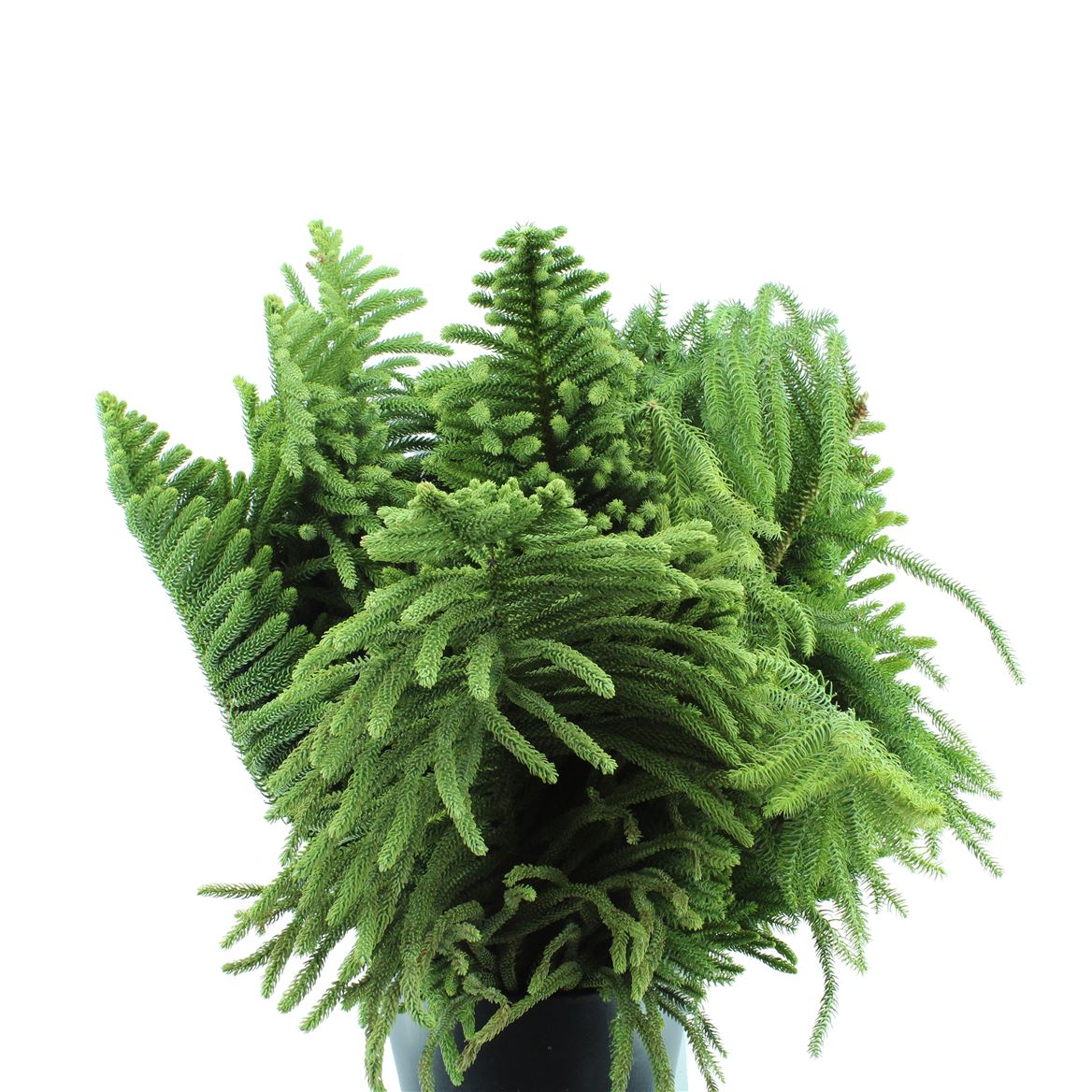 Araucaria Arauc Deco 60cm