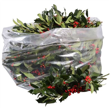 Hulst Groen Met Bes OVHOL