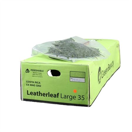 Leatherleaf Per Bunch