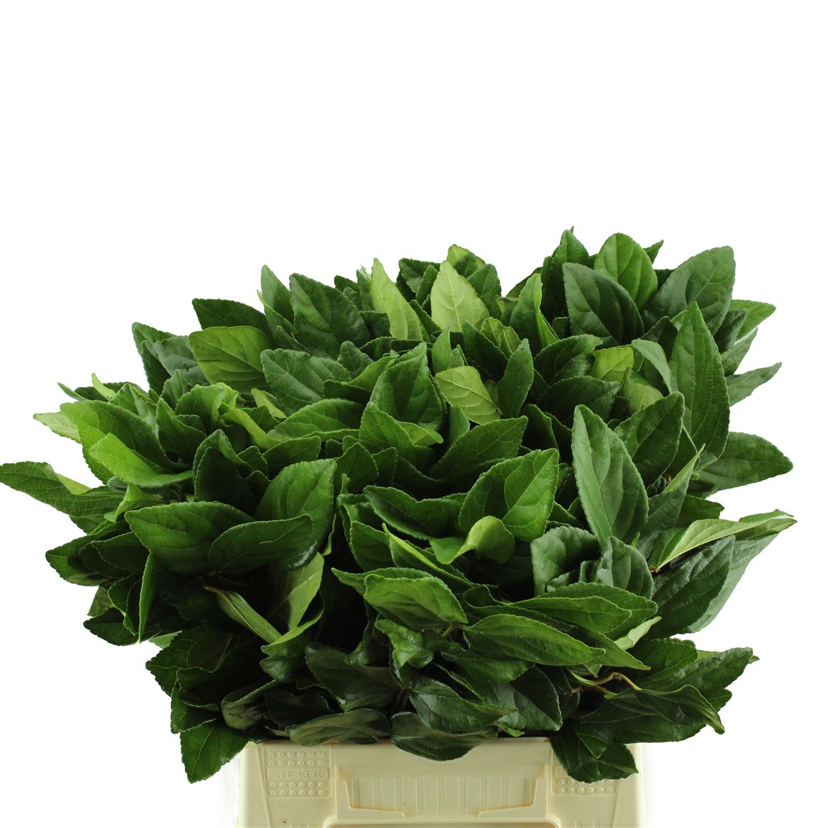 Viburnum Tinus 50cm