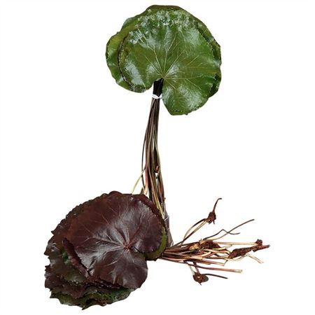 Cutgreens Galax Green
