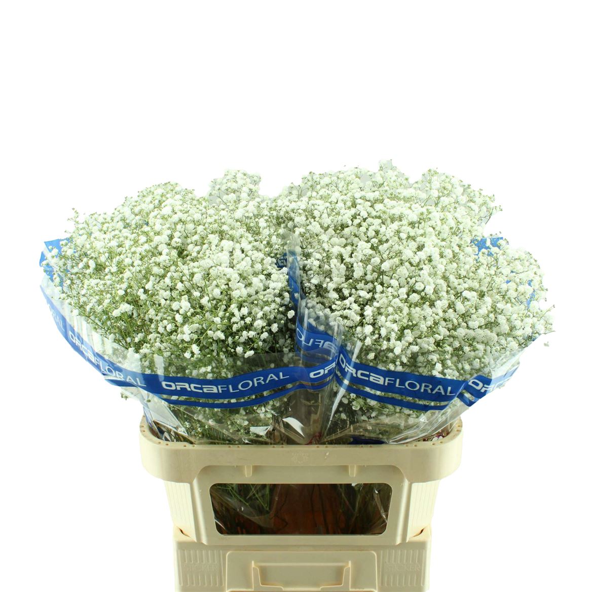 Gypsophila Xlence White 80cm 35gram