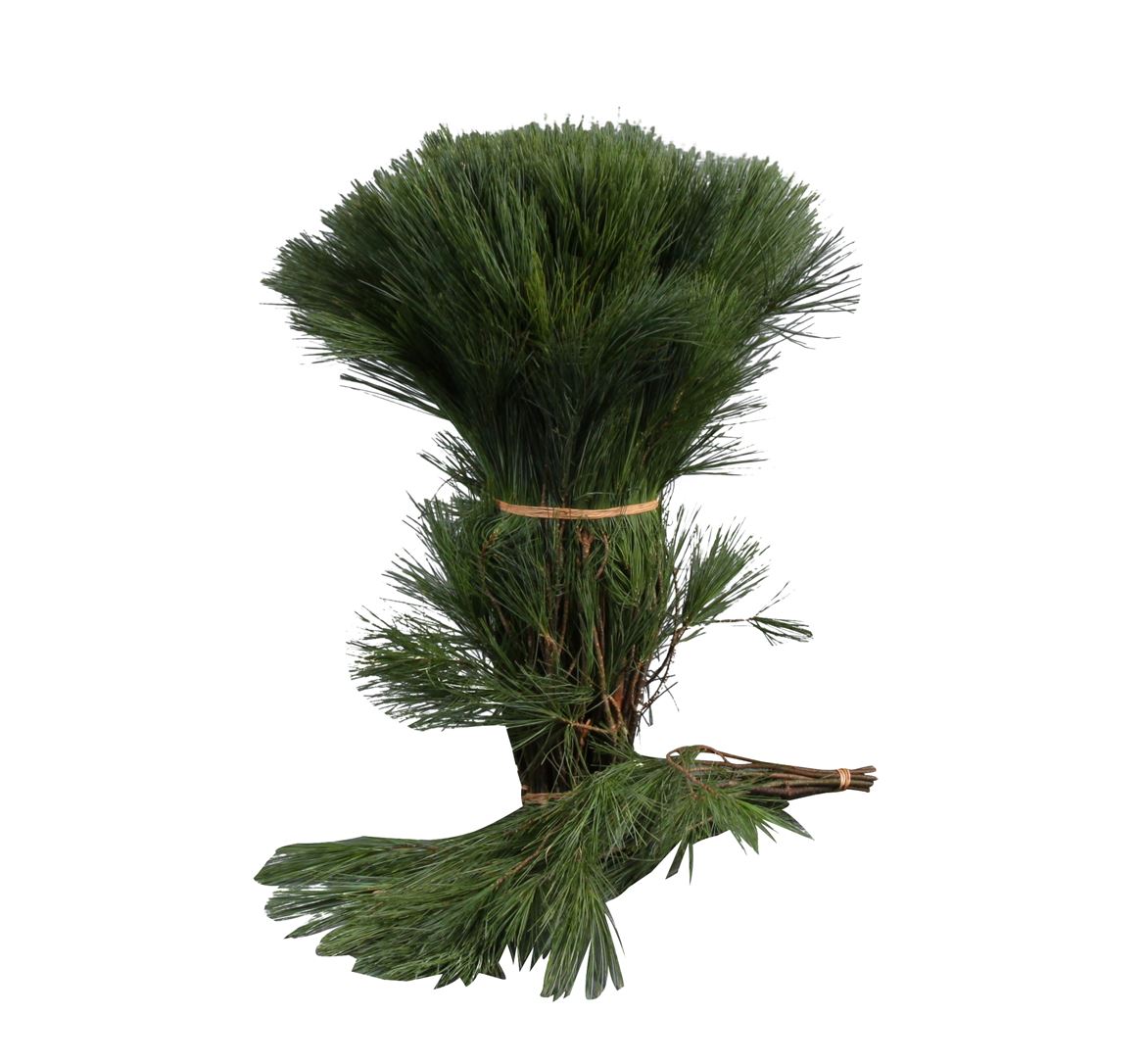 Pinus Strobus