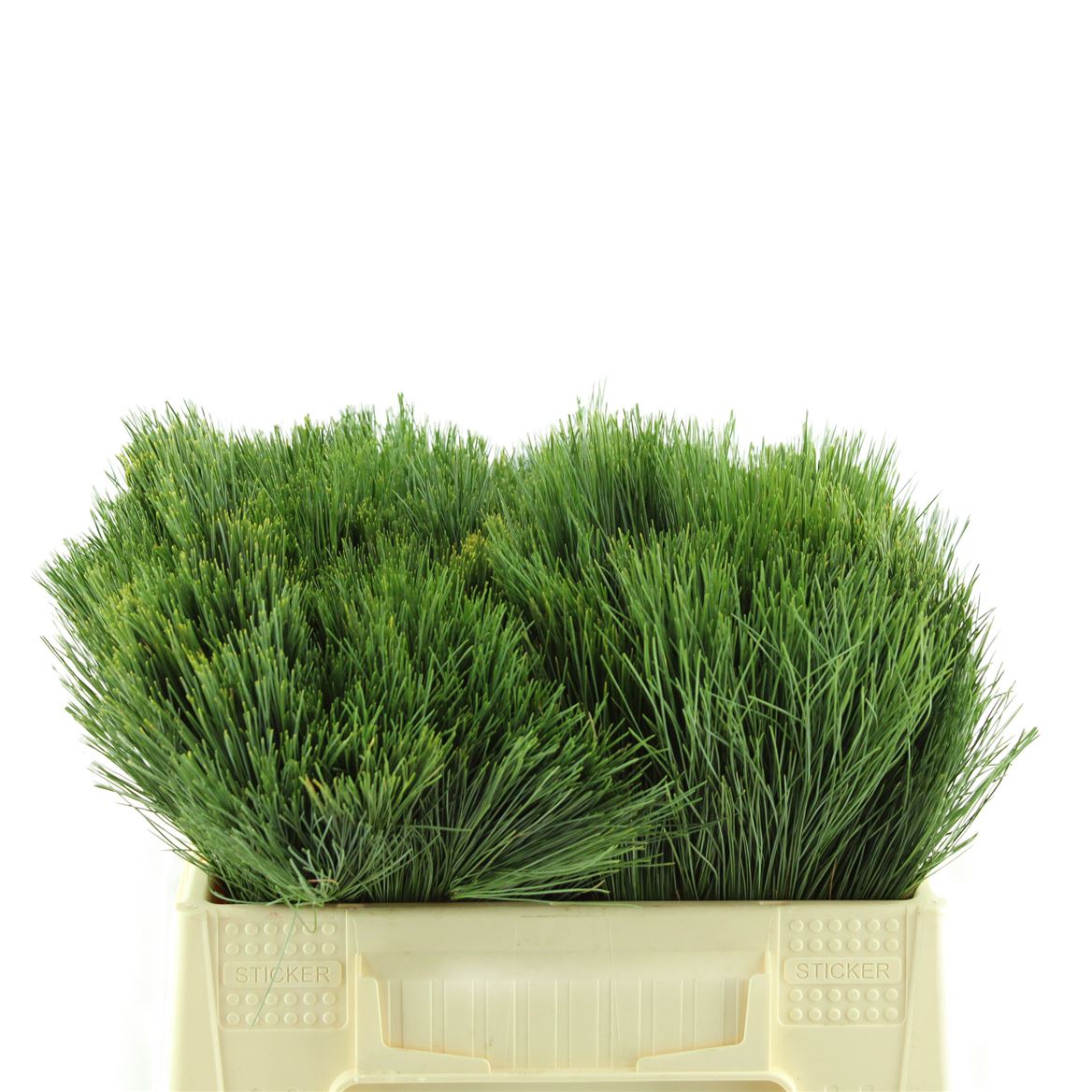 Pinus Strobus