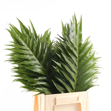 Aglaomorpha Jim OVZE