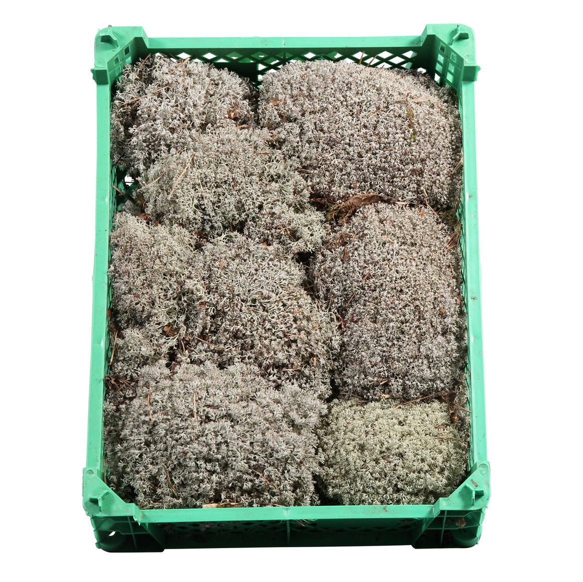 Sphagnum Flatmos